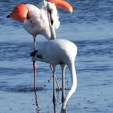 Le Petit Venise Du Portugal * Aveiro