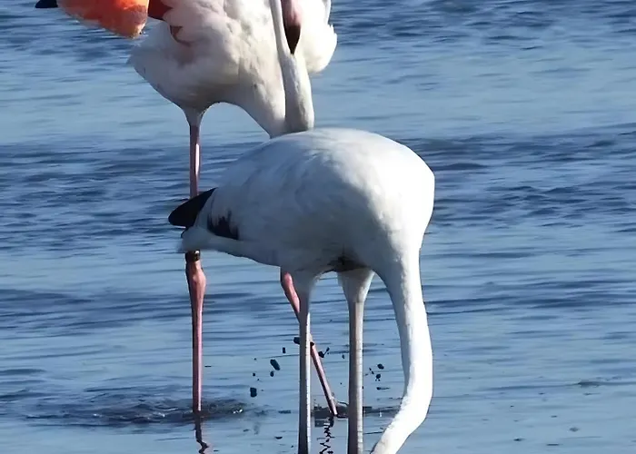 Le Petit Venise Du Portugal * Aveiro
